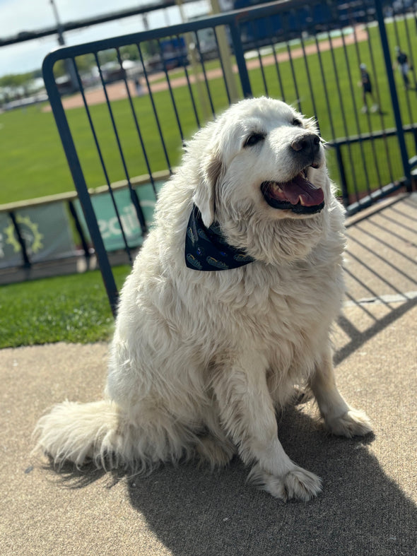 All-Star Dog Bandana